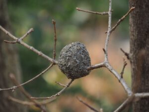 ドロバチの巣（羽化前）