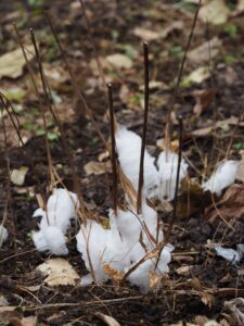 シモバシラの氷華